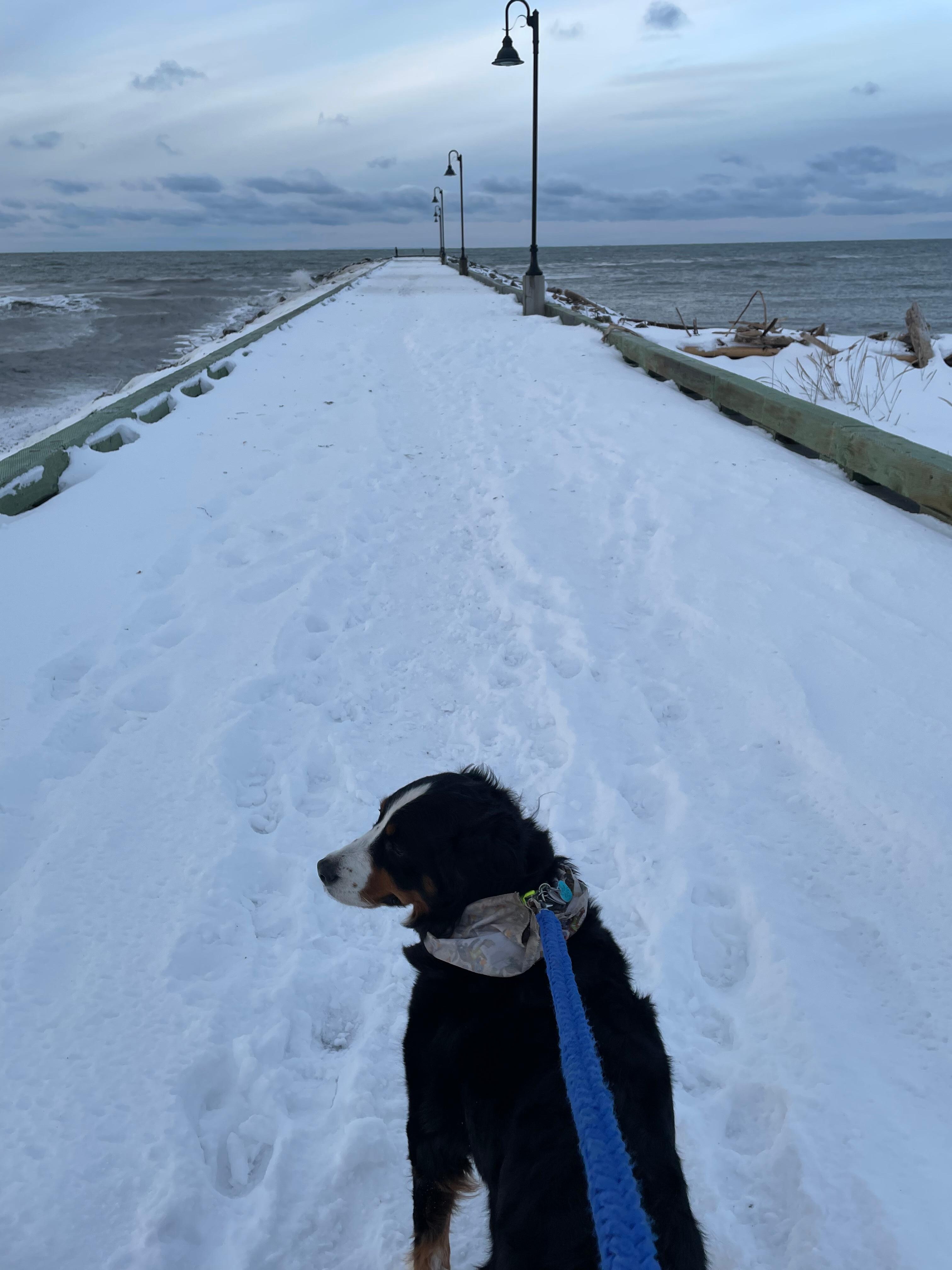 Pier right beside and hotel dog friendly 20.00 a night!