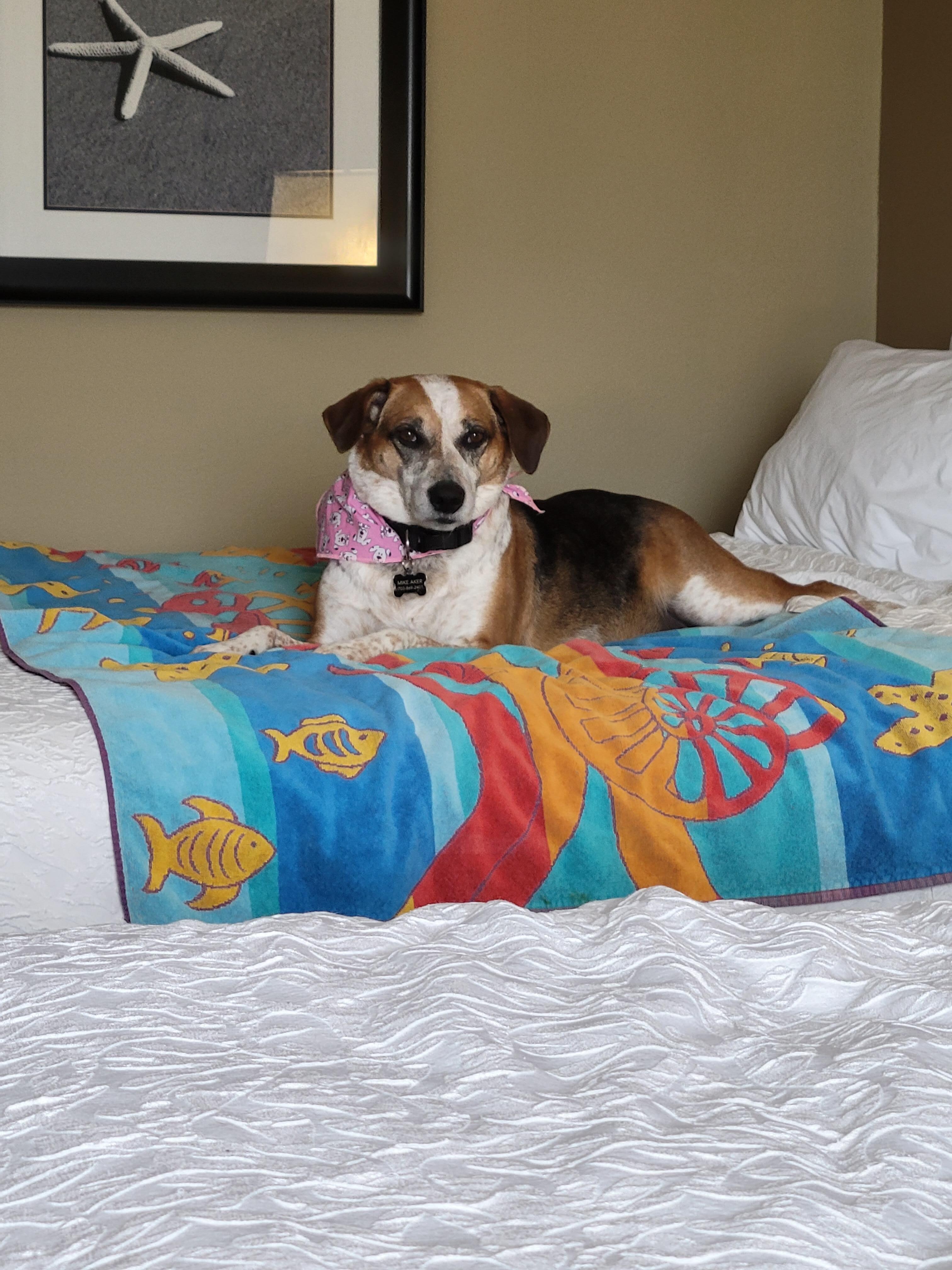 Sami was happy with her bed.