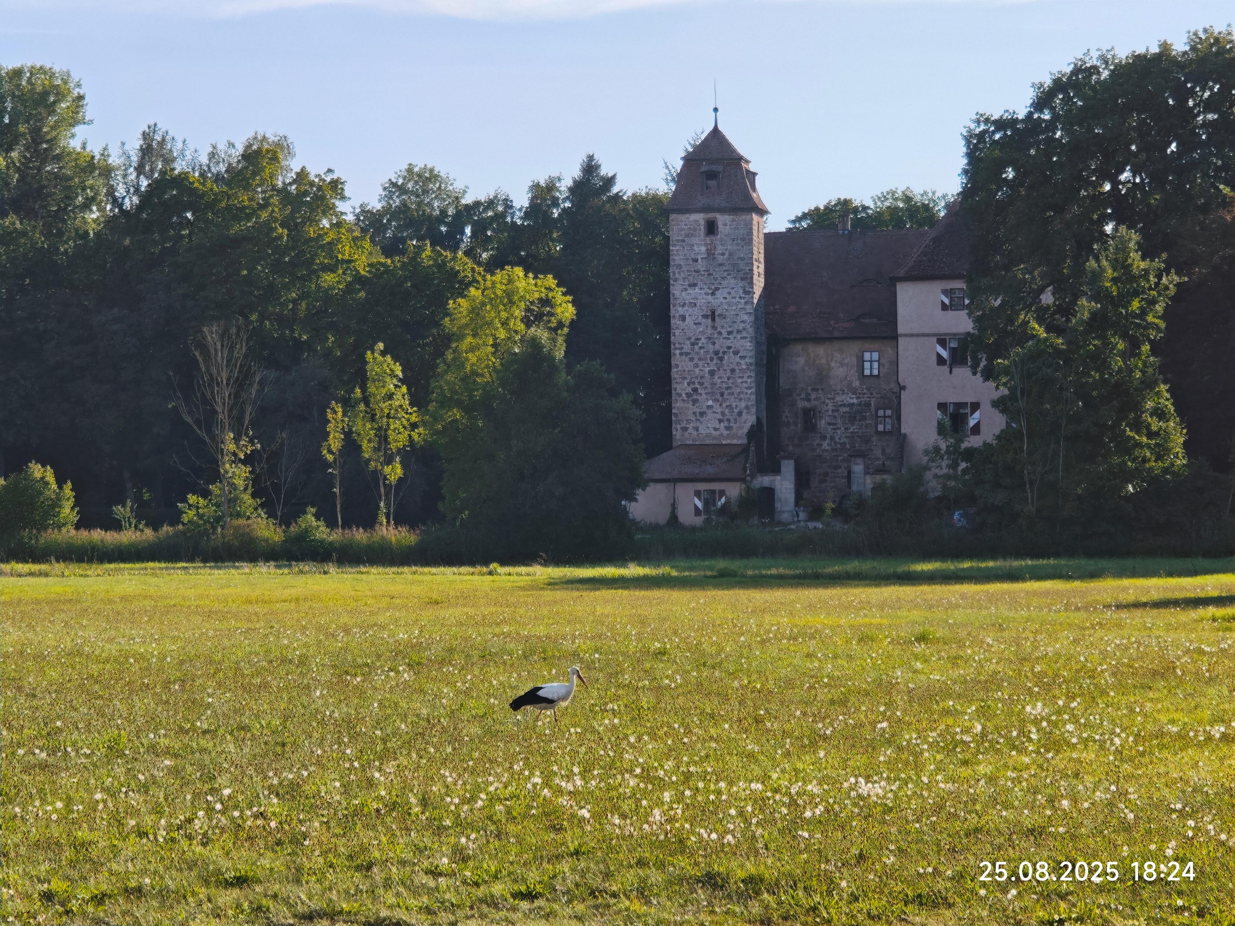 Schlossblick von Terasse mit Storch!