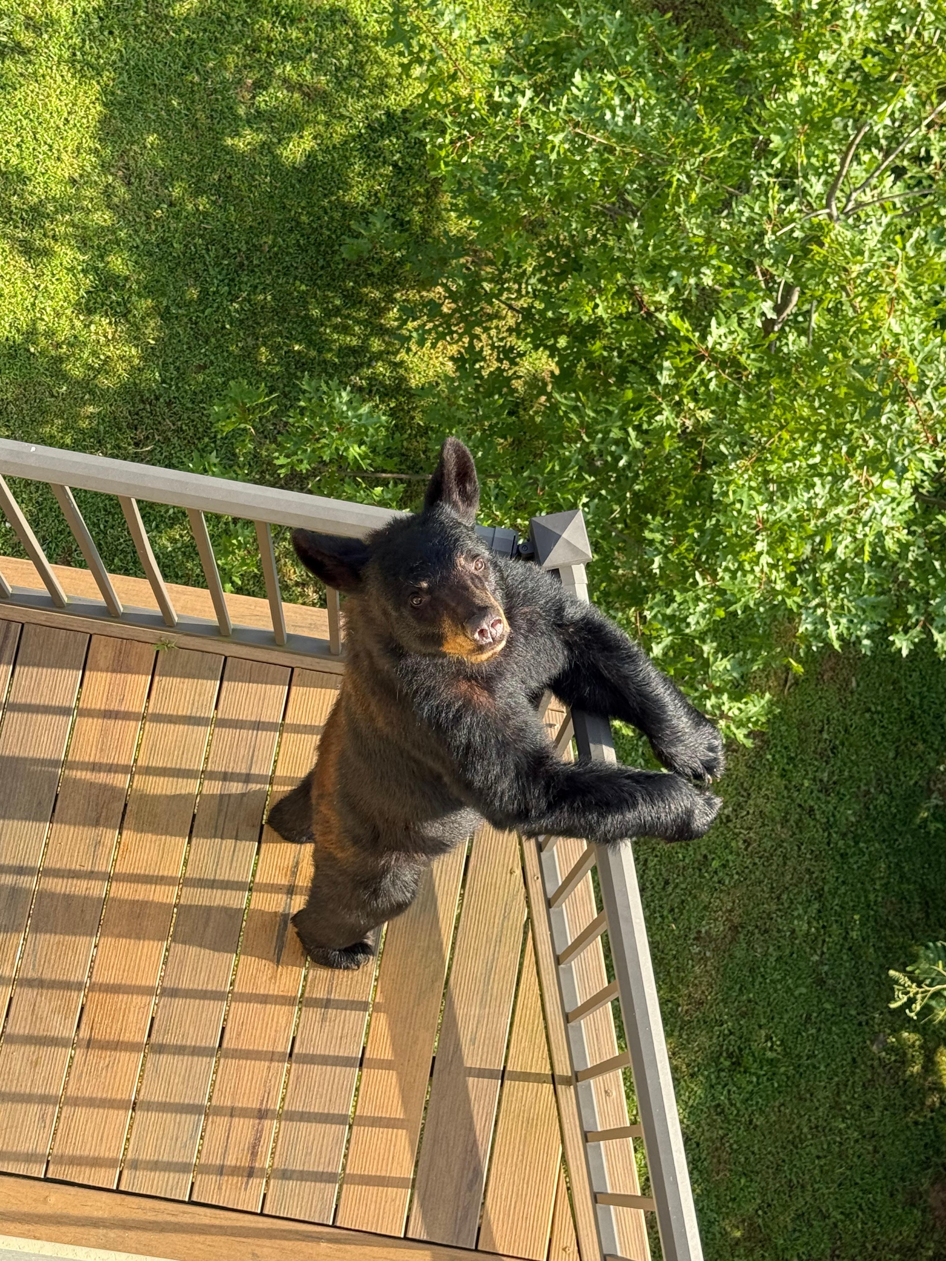 Came by to say hi lol