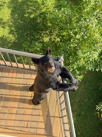 Came by to say hi lol