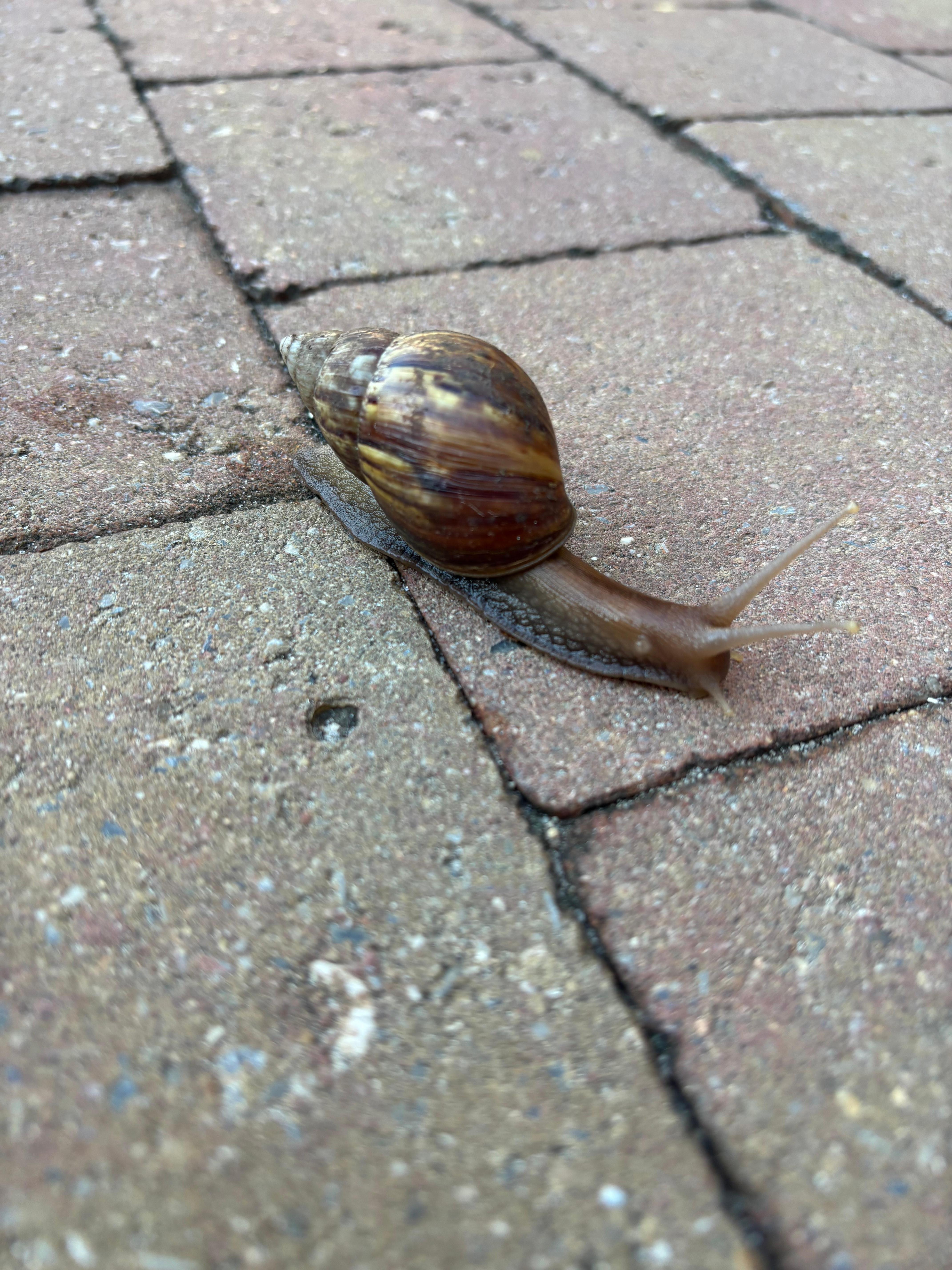Snail 