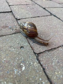 Snail