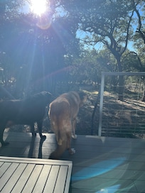 The dogs taking one last look.