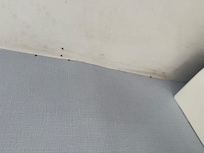 Bug infestation