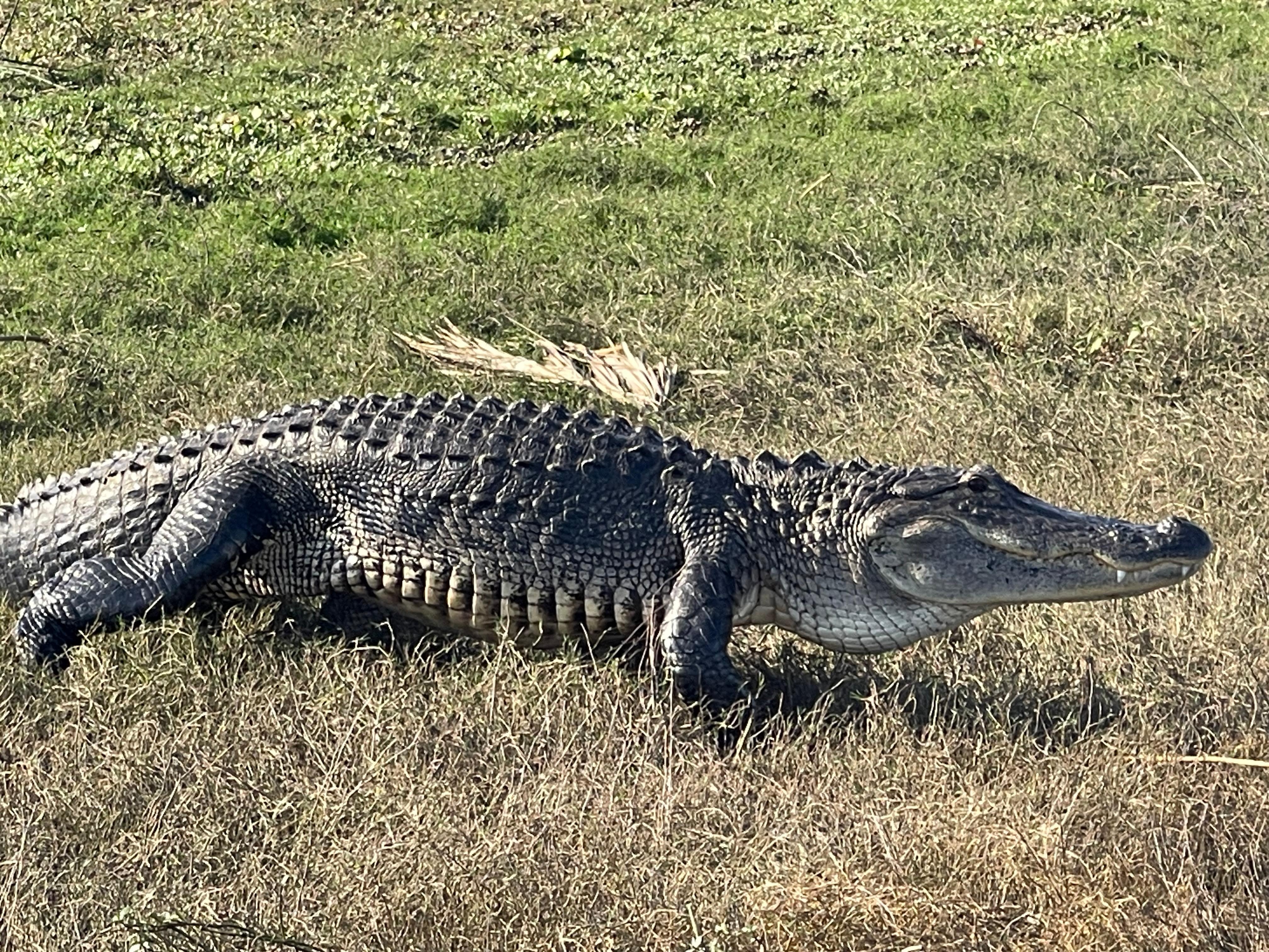 Airboat rides 75 minutes away