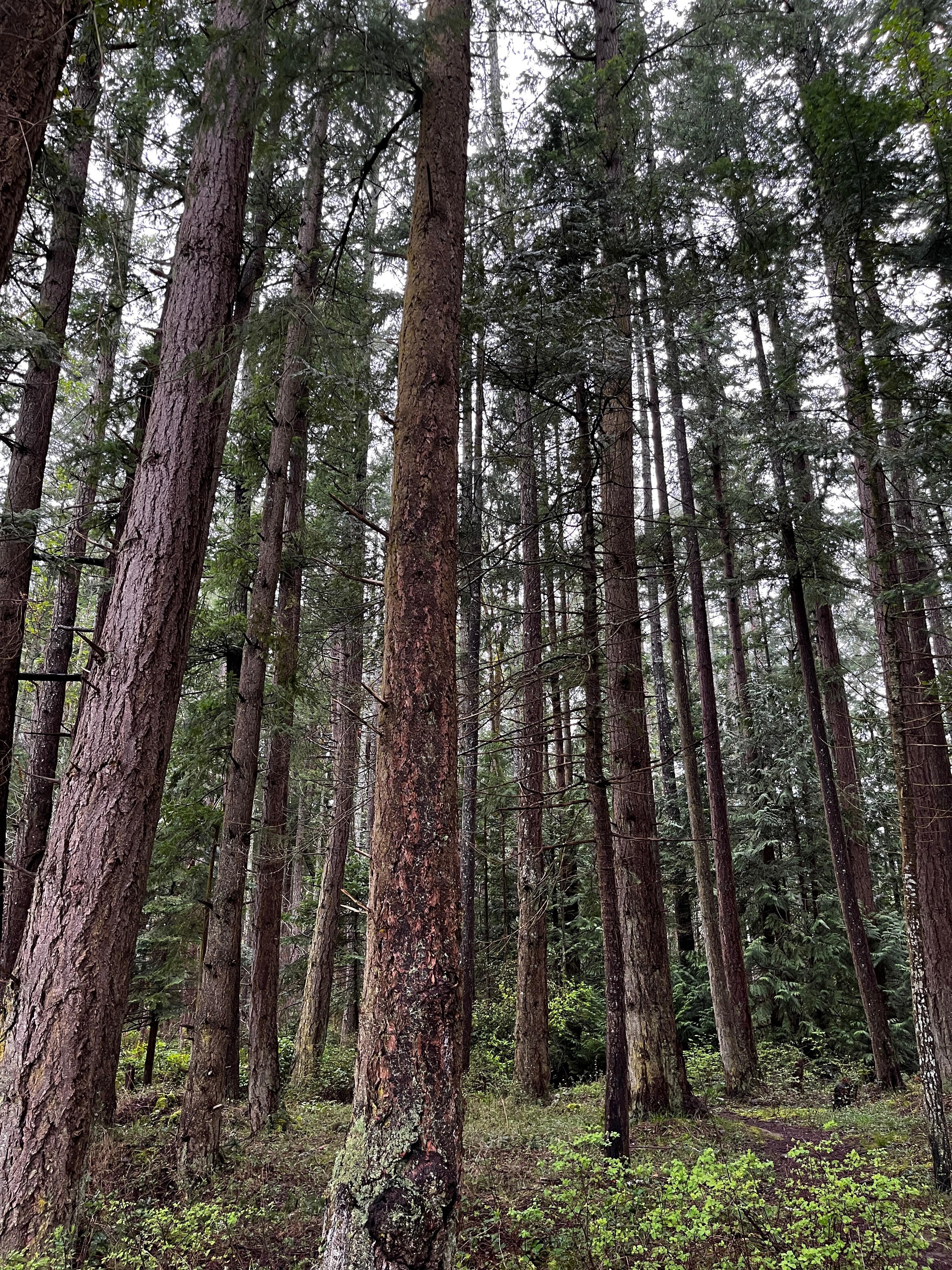 Forest behind property.