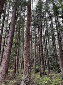 Forest behind property.