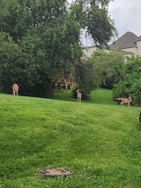 3 deer every night
