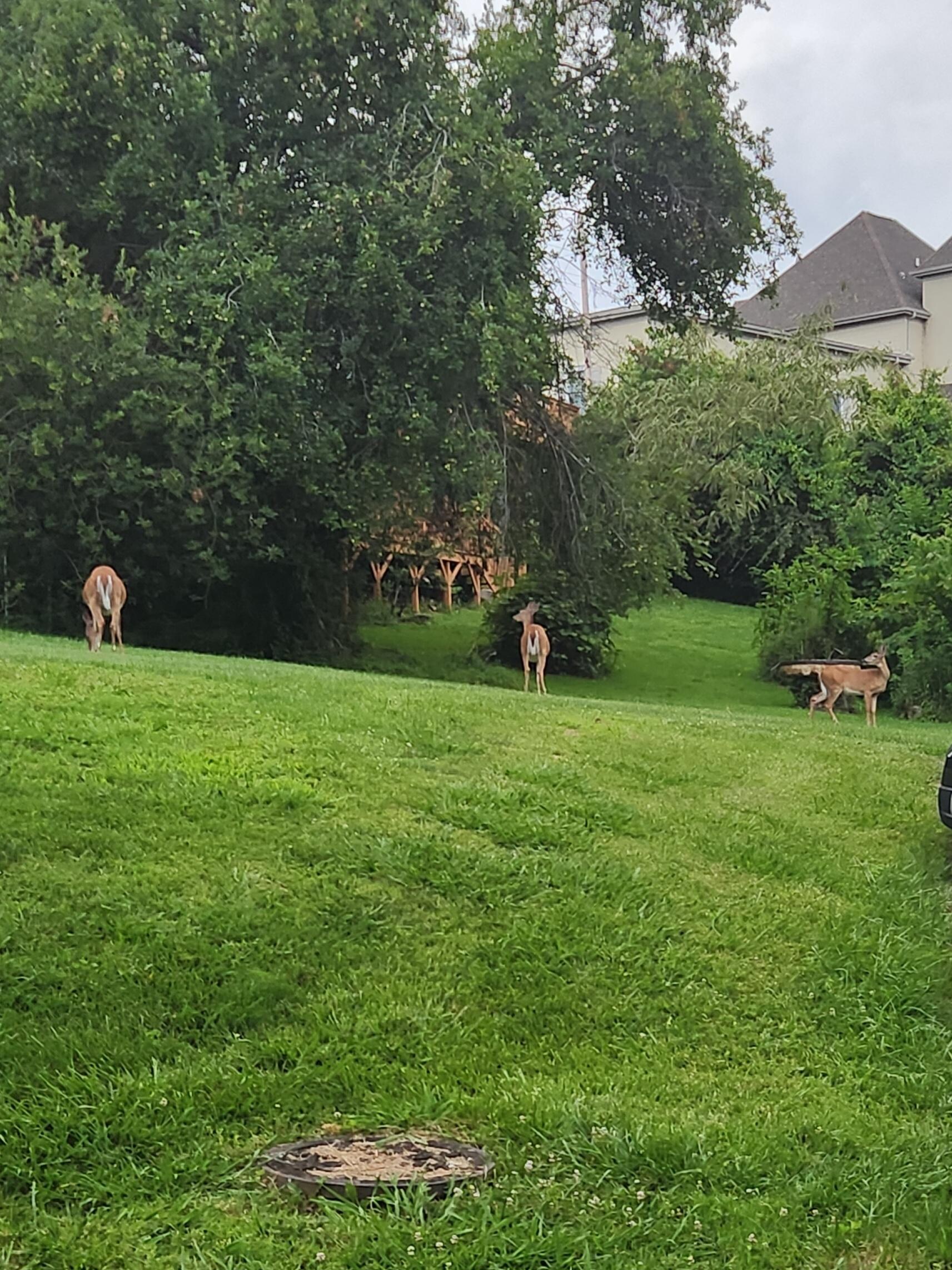 3 deer every night