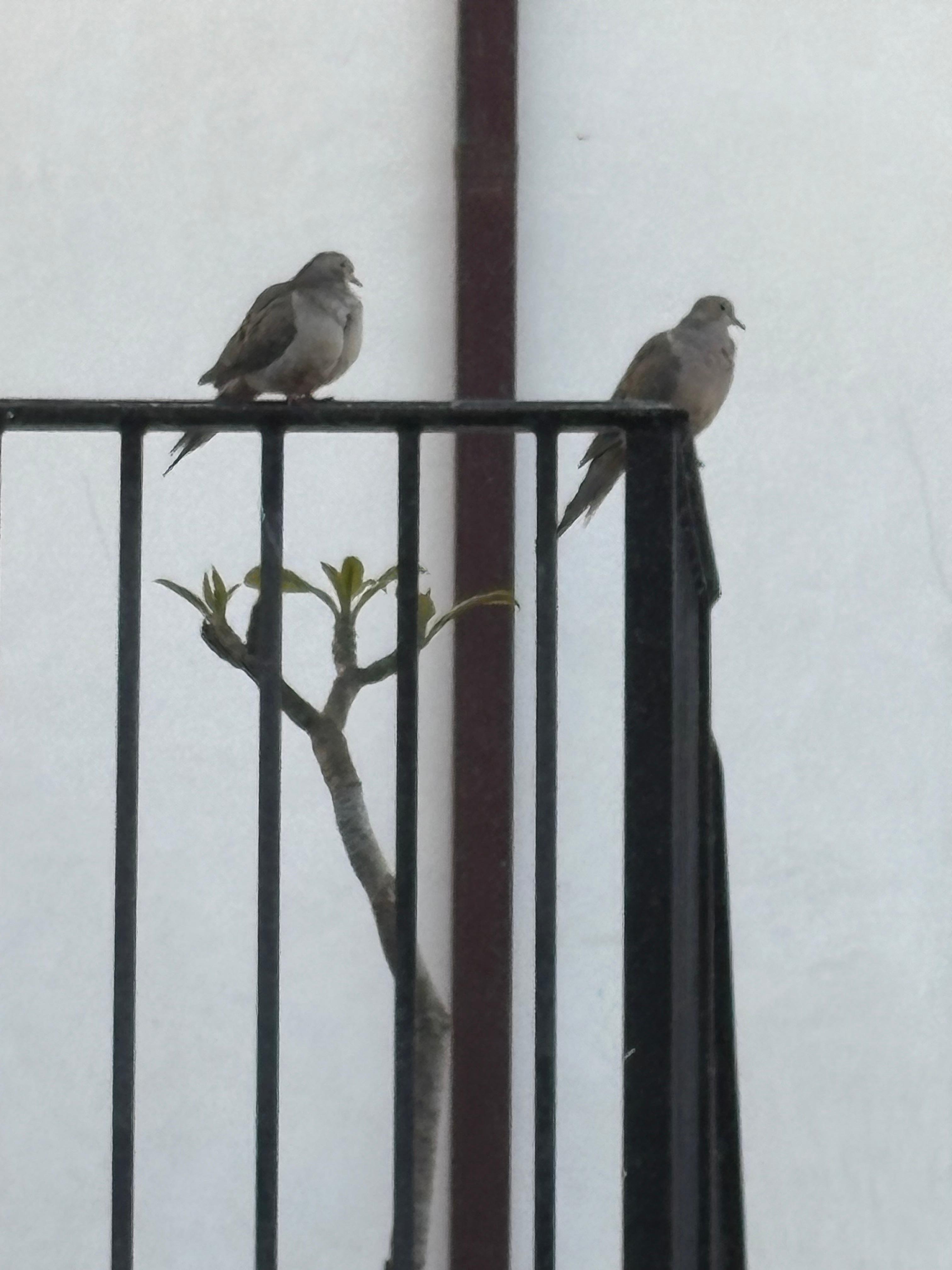 The dove couple