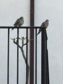 The dove couple