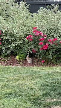 Our bunny friend we saw every day!