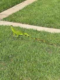 Loved the green iguanas!