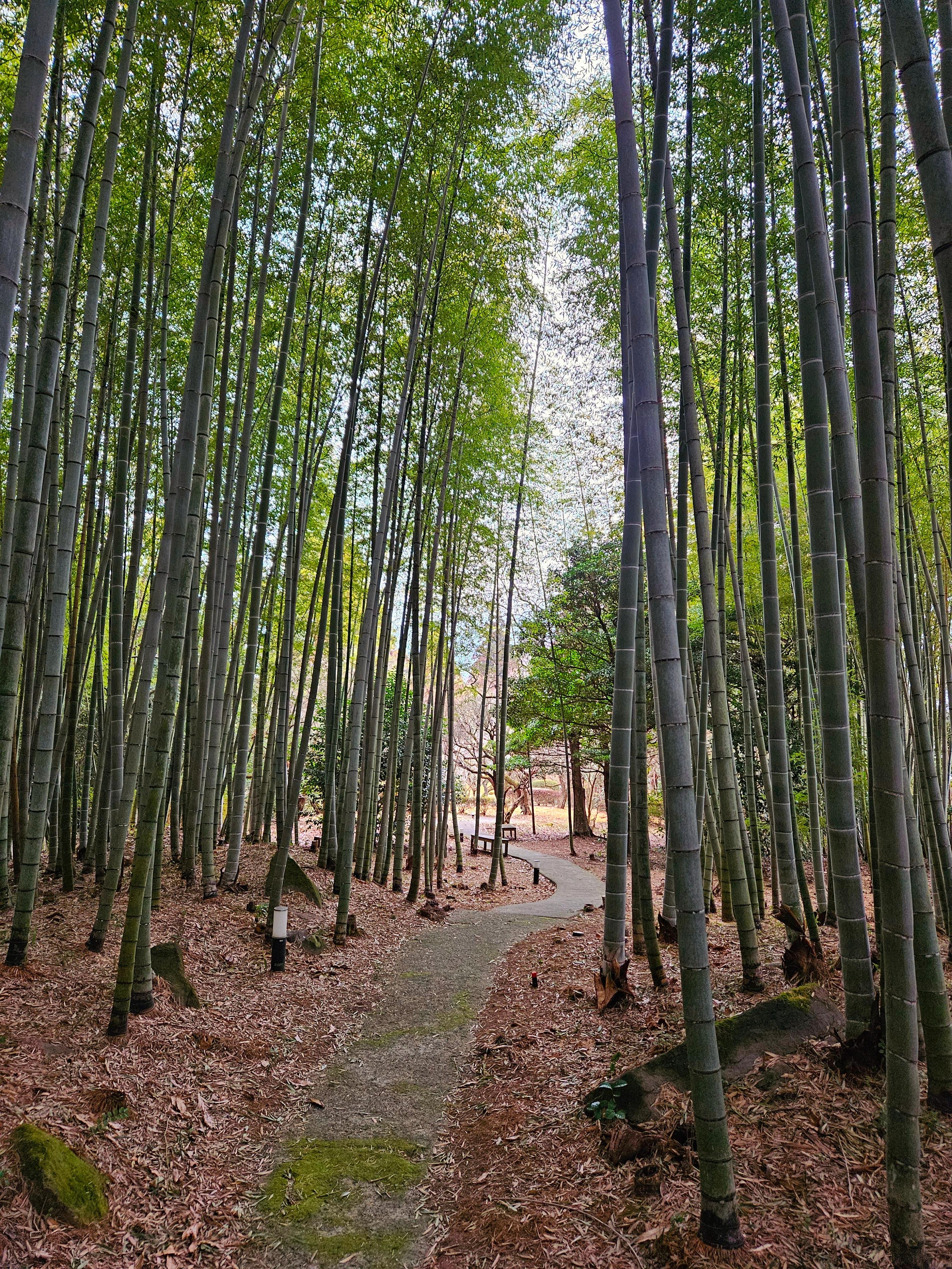 바이앤리조트옆
대나무숲
숙소 바로 옆에 이런 멋진곳이 있더라고요
