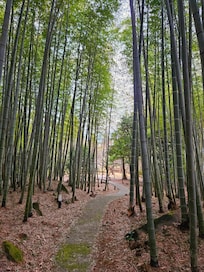 바이앤리조트옆
대나무숲
숙소 바로 옆에 이런 멋진곳이 있더라고요