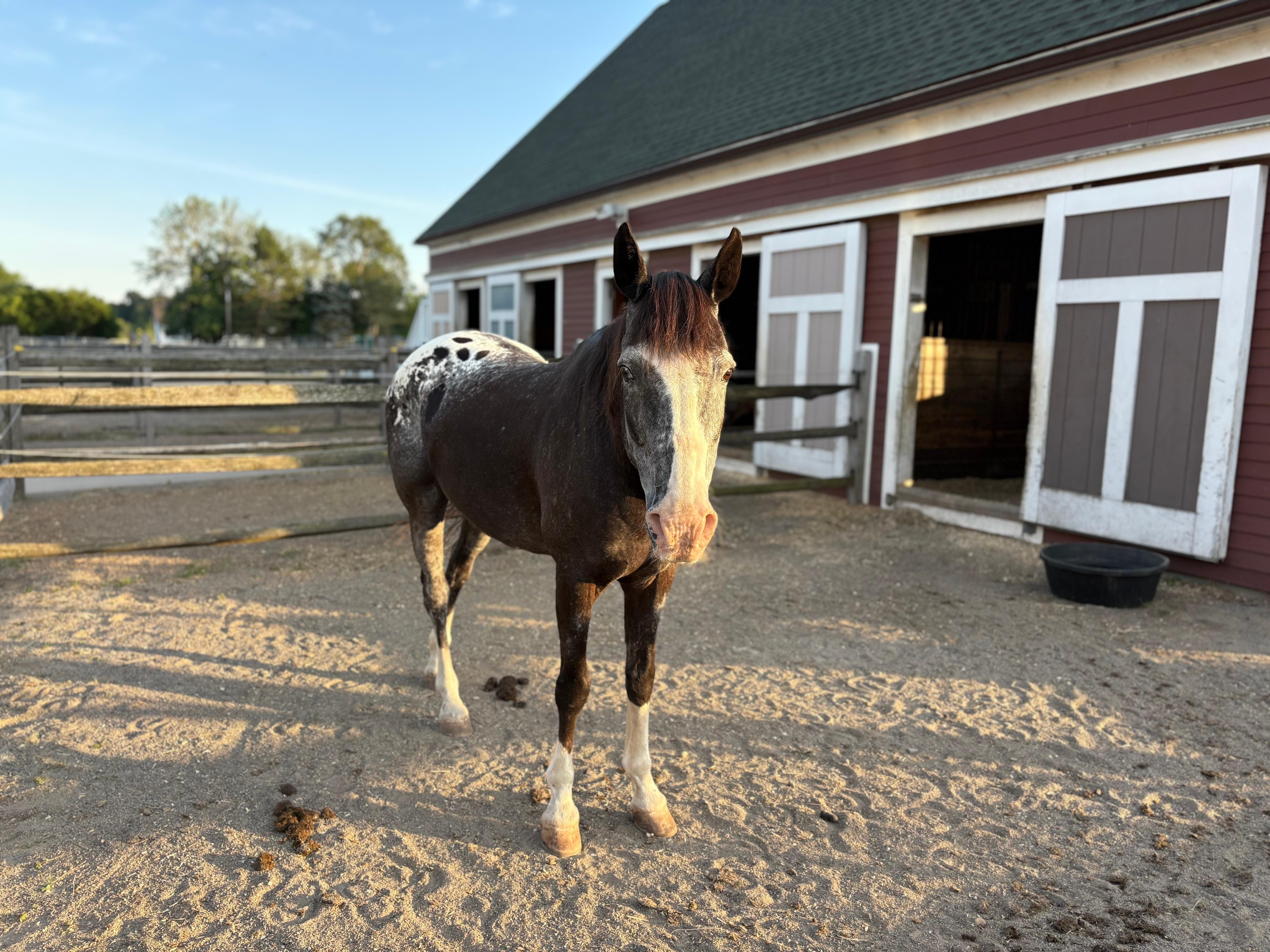 Friendly horse says hello. 