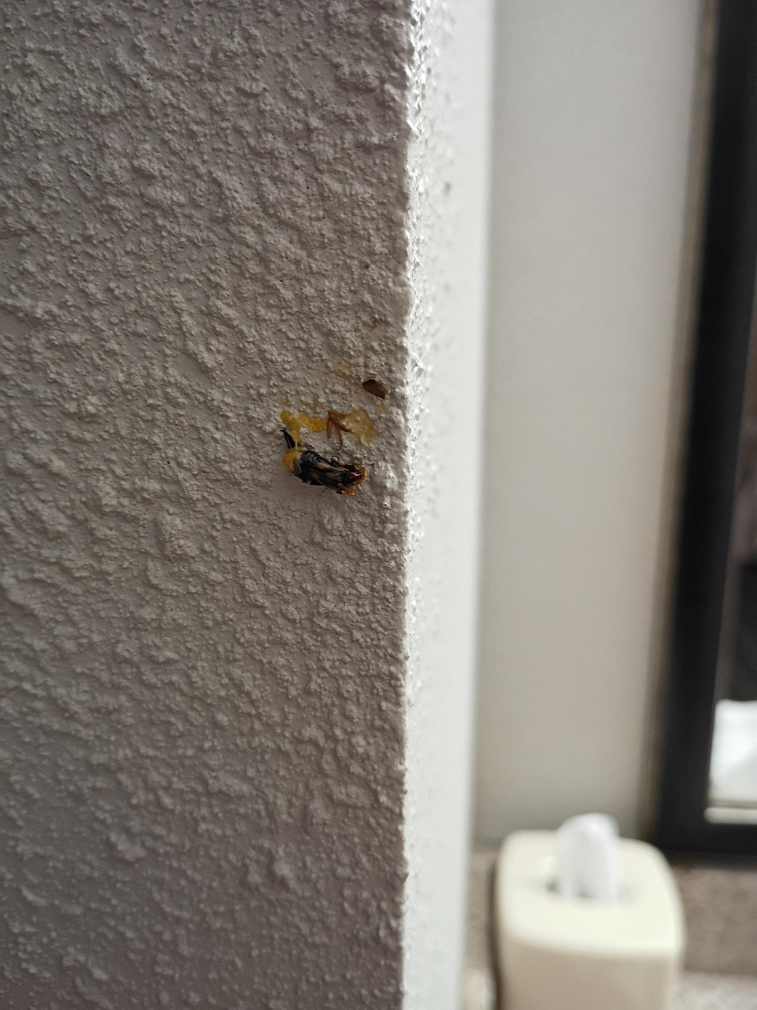 Dead, smashed flu on the wall between the closet and vanity/sink