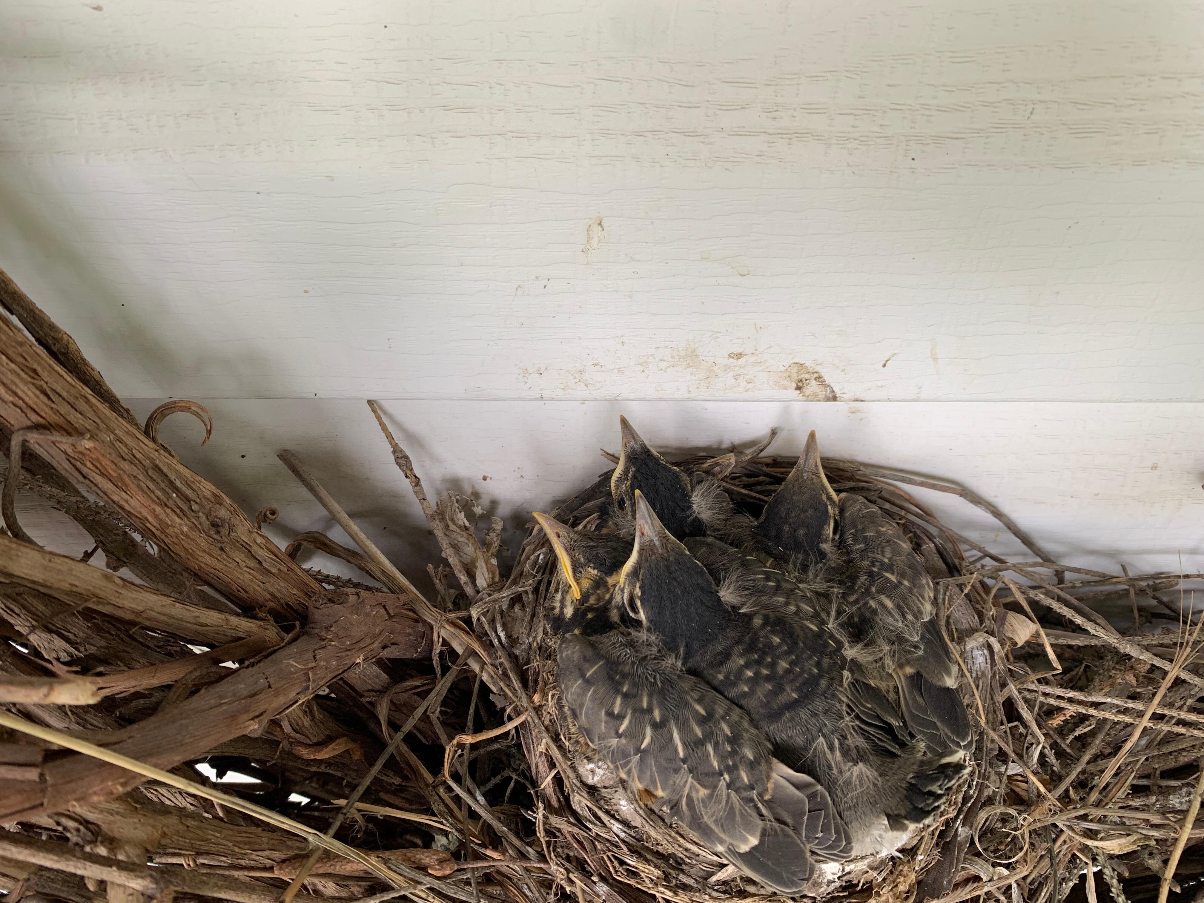 Baby robins nesting in the wreath
