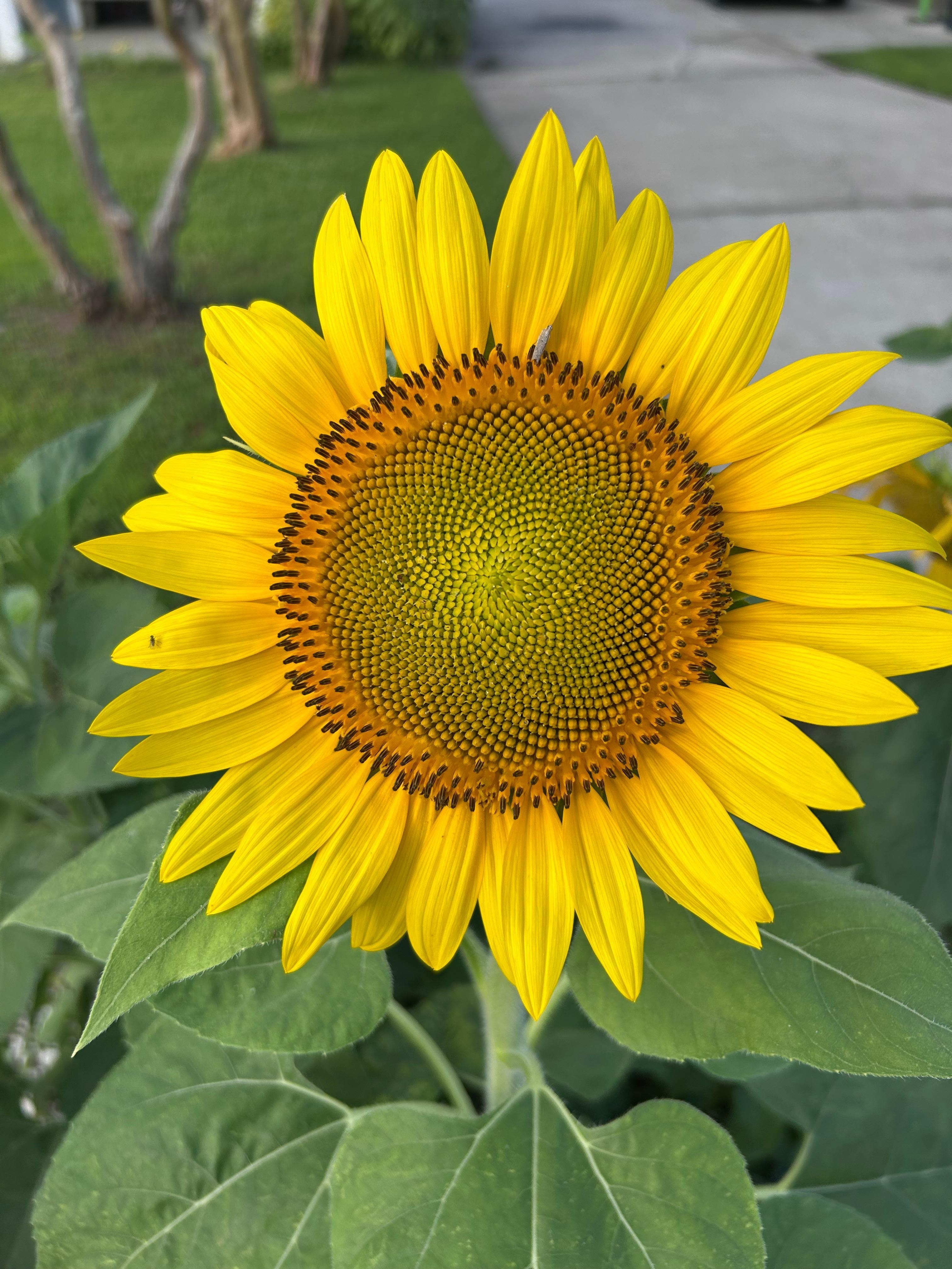 In the Front yard to welcome us each morning 