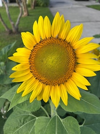 In the Front yard to welcome us each morning