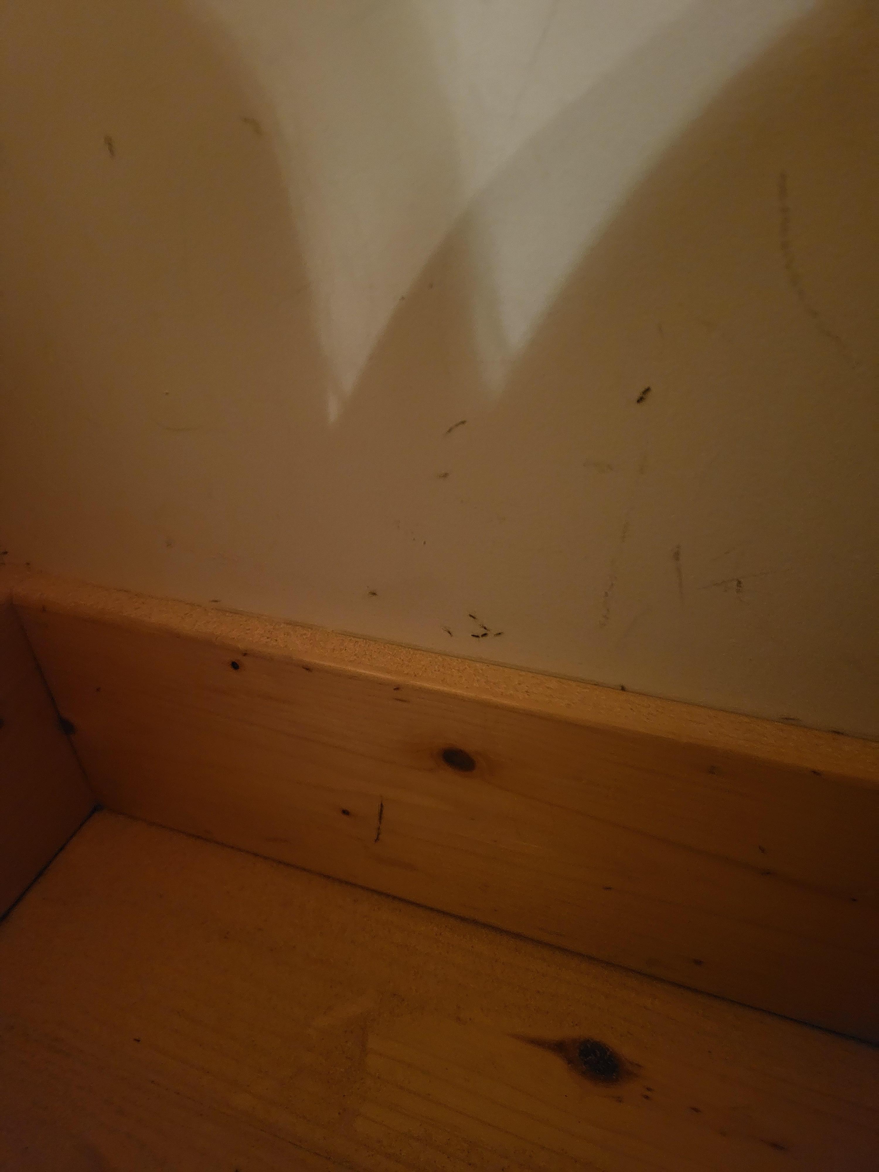 You can see walking ants on the wall and the the bedroom upstairs 