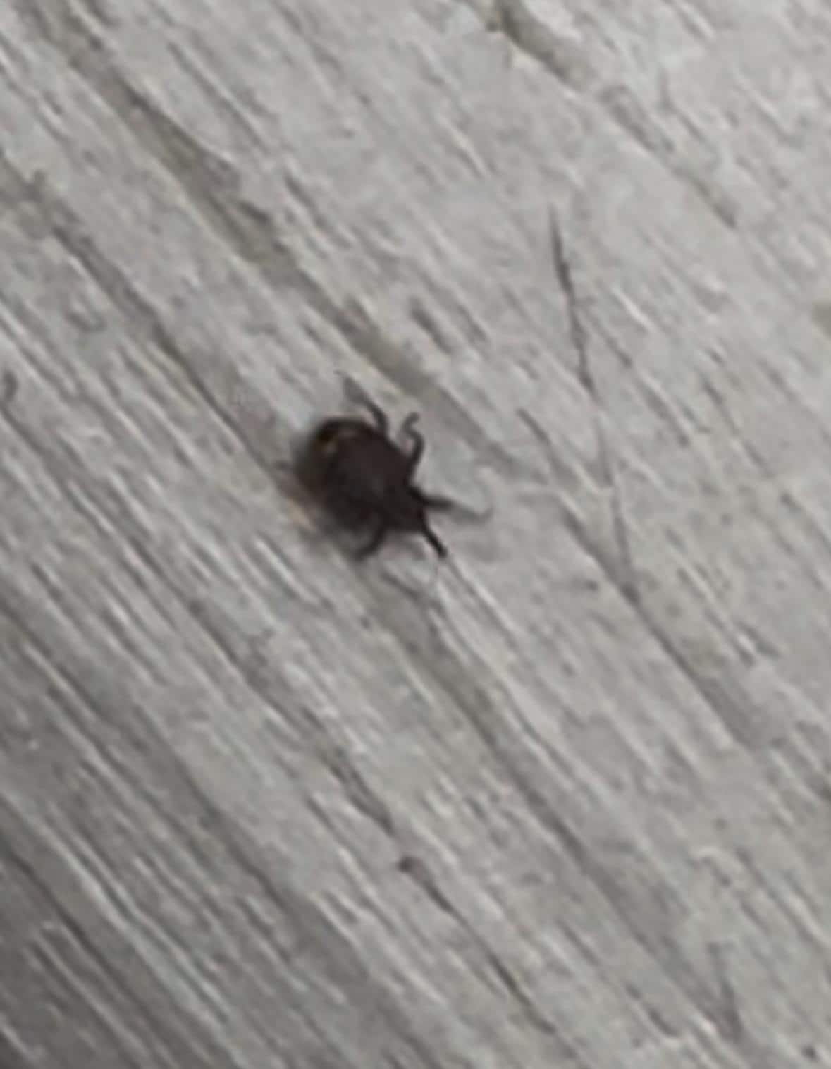 Bug in the bed! Fell in floor when I moved the pillow!