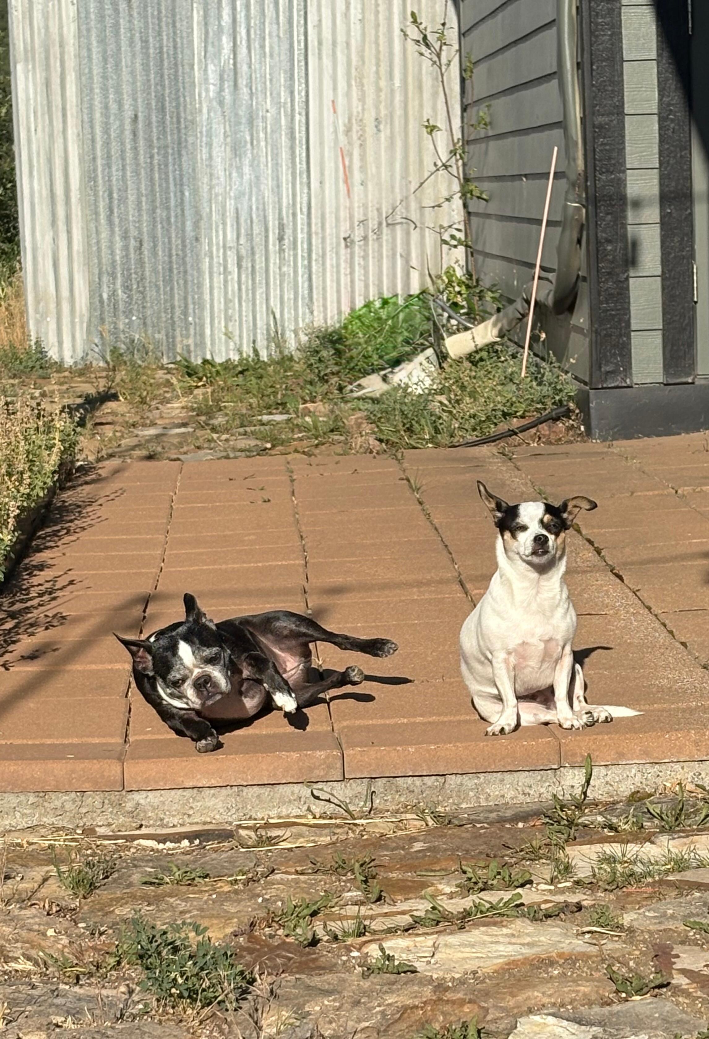 Great traveling pets.