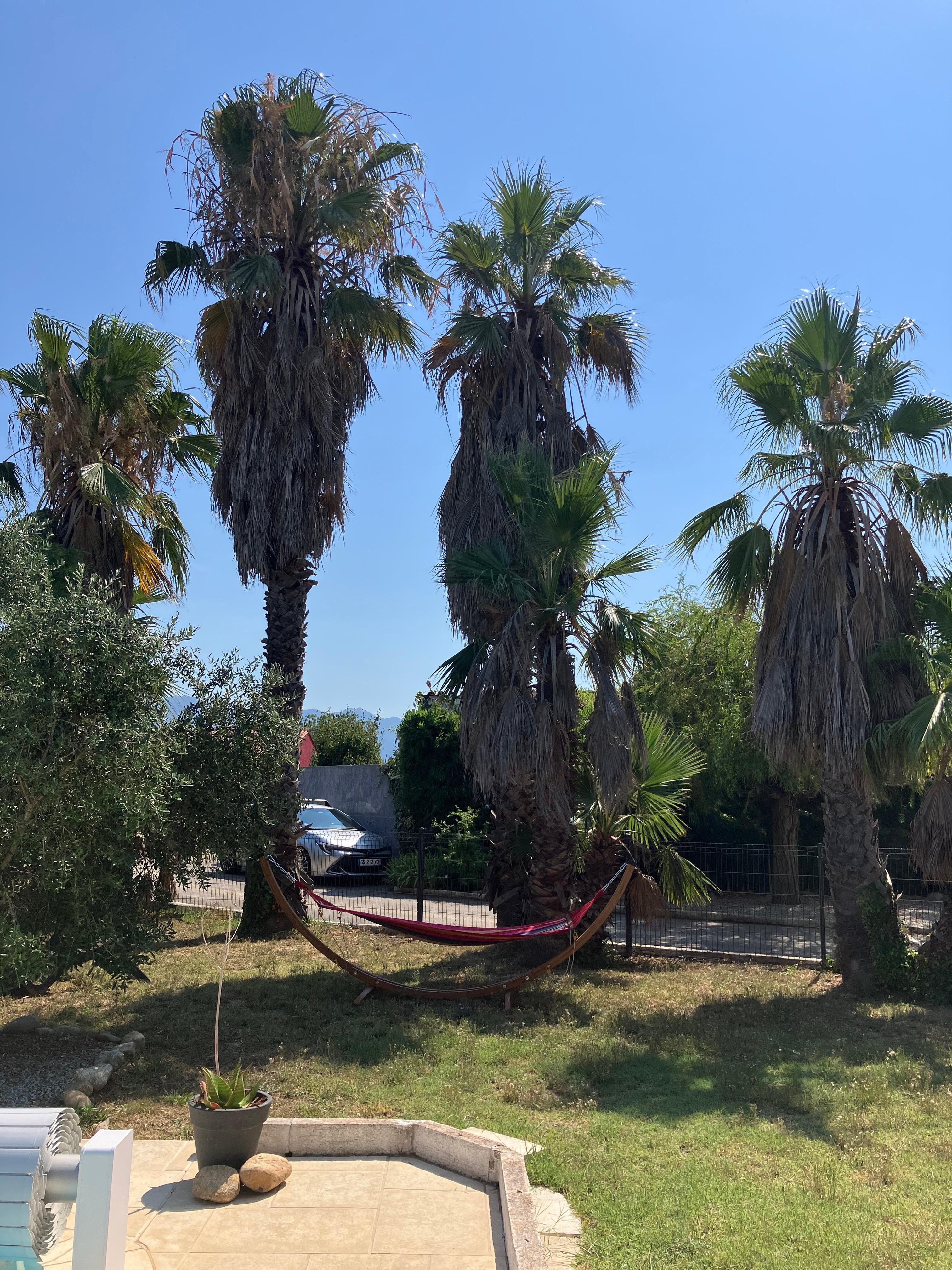Le hamac sous les palmiers pour se reposer