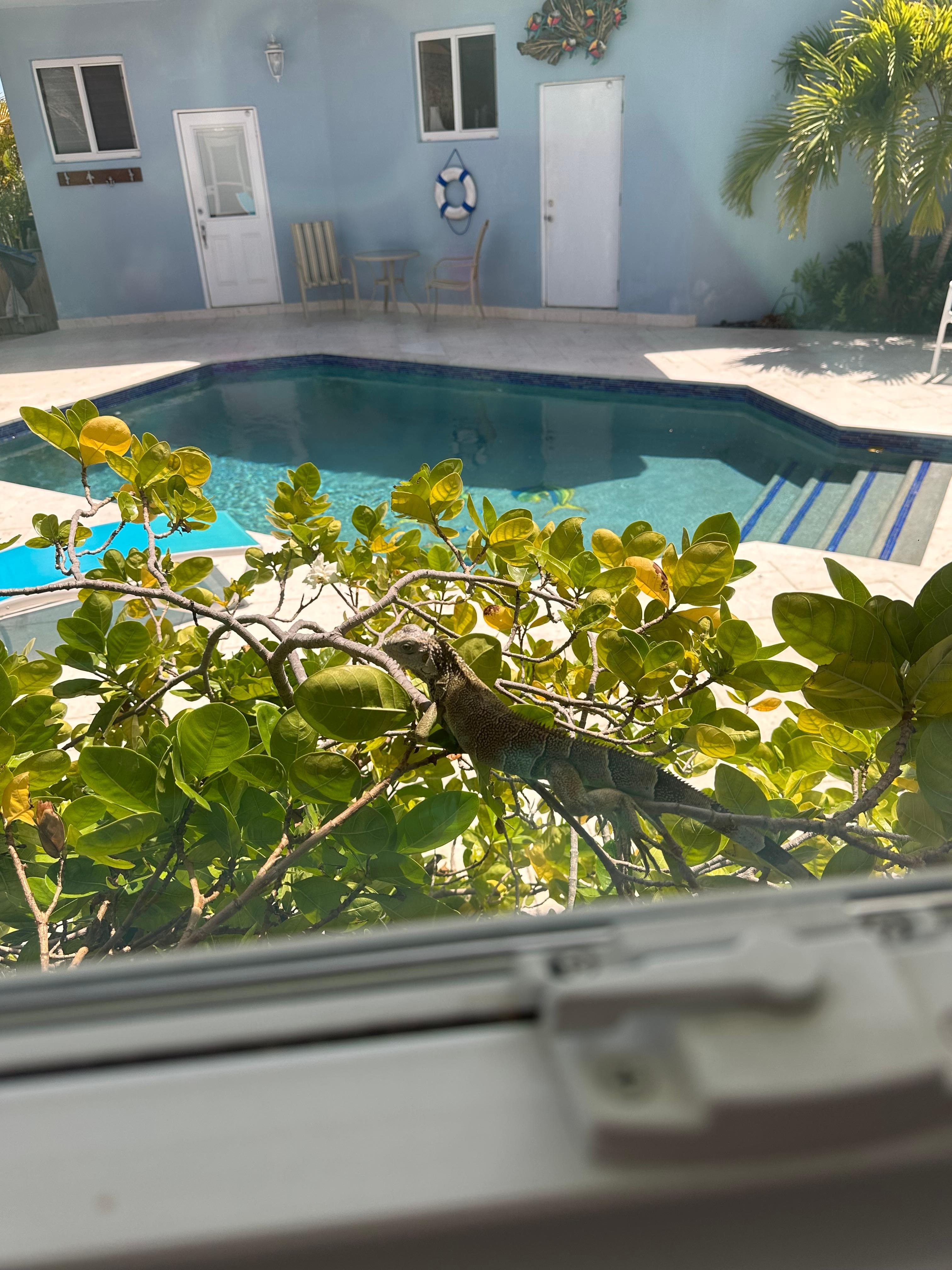Iguanas 🦎 outside the kitchen window.