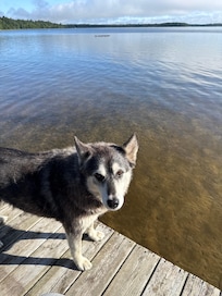 The neighbor’s dog was super friendly and was a nice companion for my morning coffee.