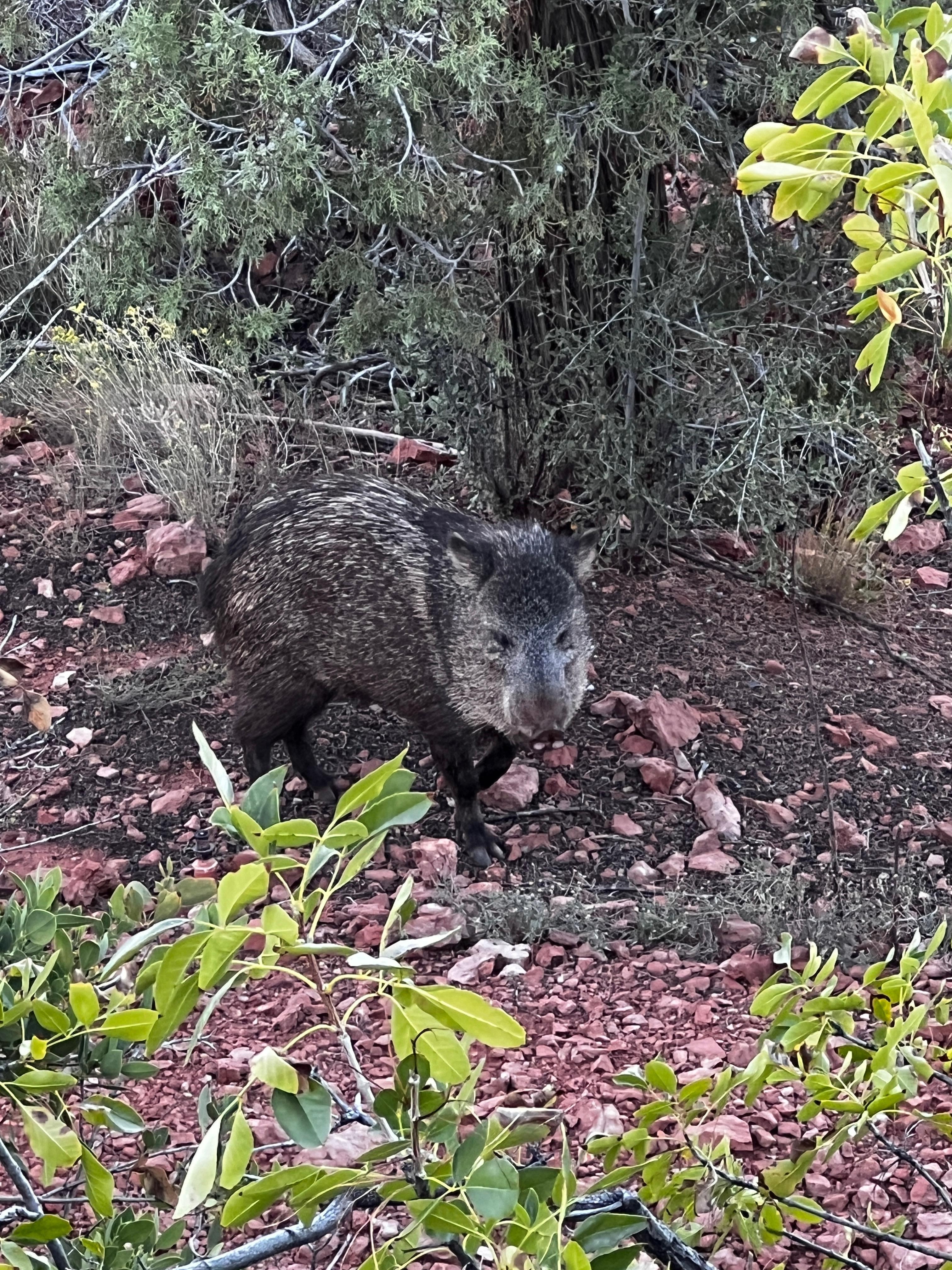 Javelina sighting from the deck.  