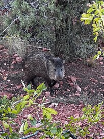 Javelina sighting from the deck.