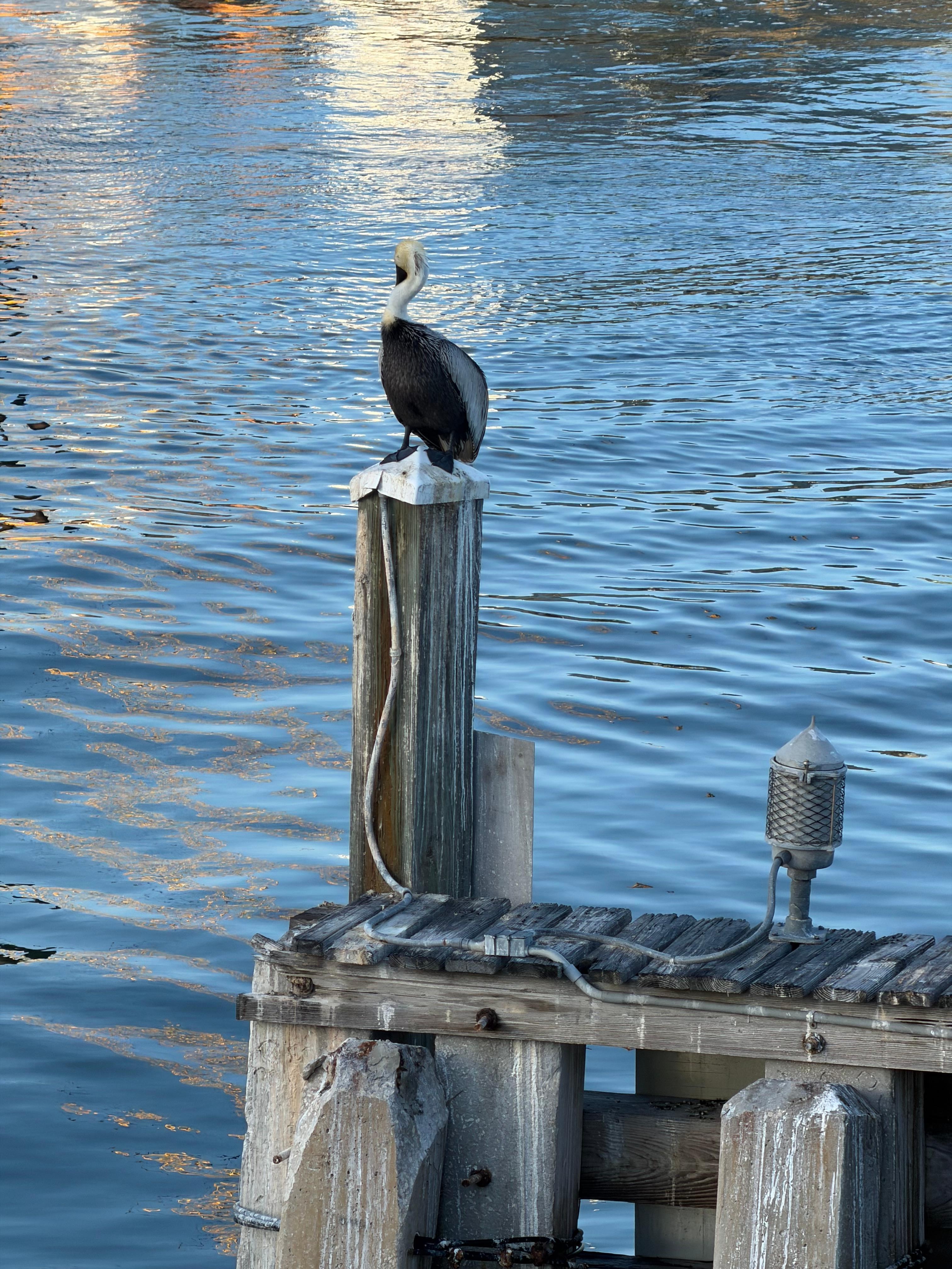 Pelican by the bridge that was 2 blocks from house