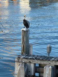Pelican by the bridge that was 2 blocks from house