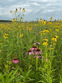 Stunning prairie flowers that were in many fields.