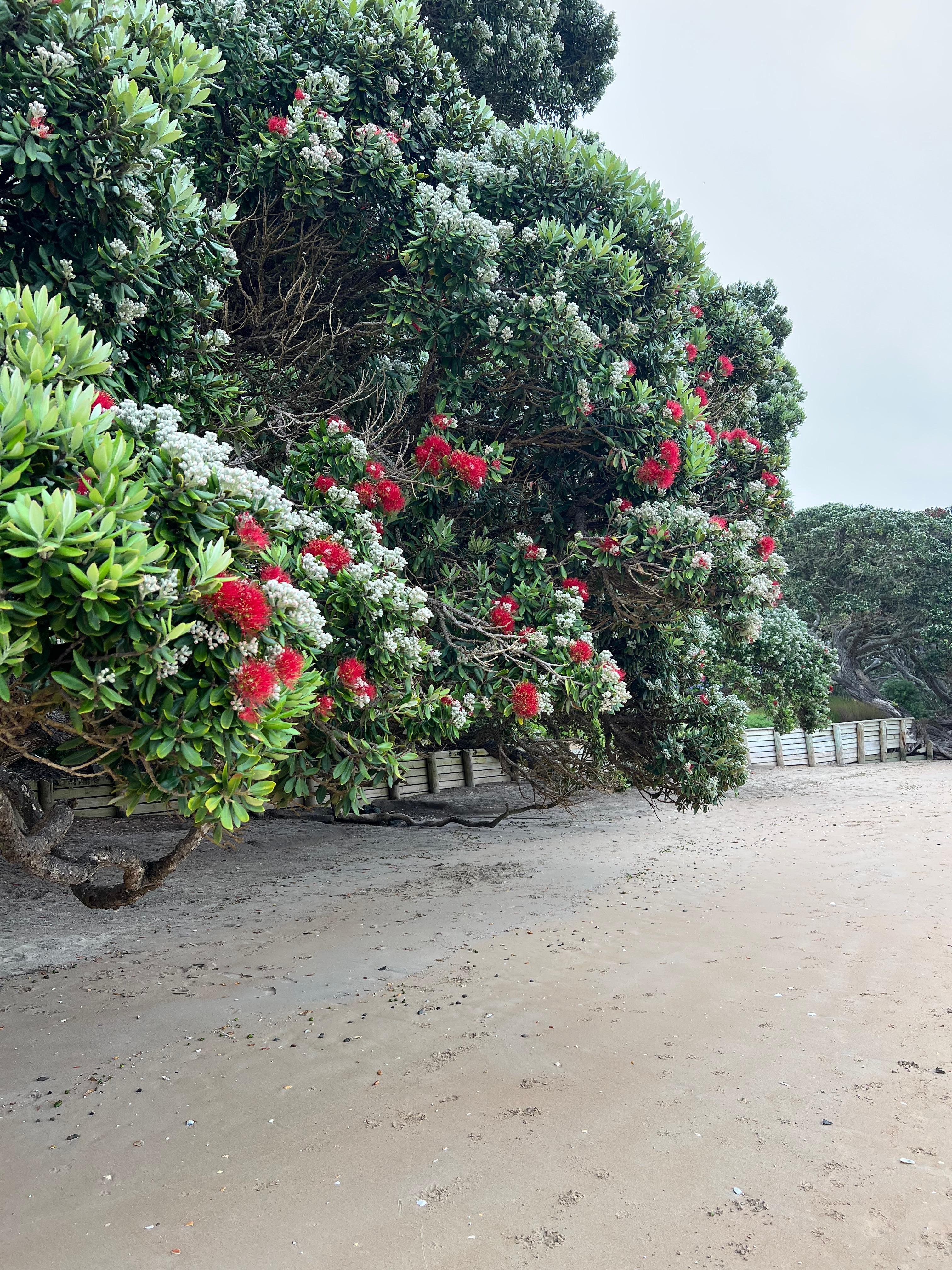 New Zealand Christmas trees ! On coopers beach 