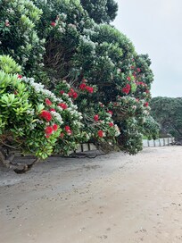 New Zealand Christmas trees ! On coopers beach