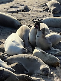 Sea lions only a few miles away!