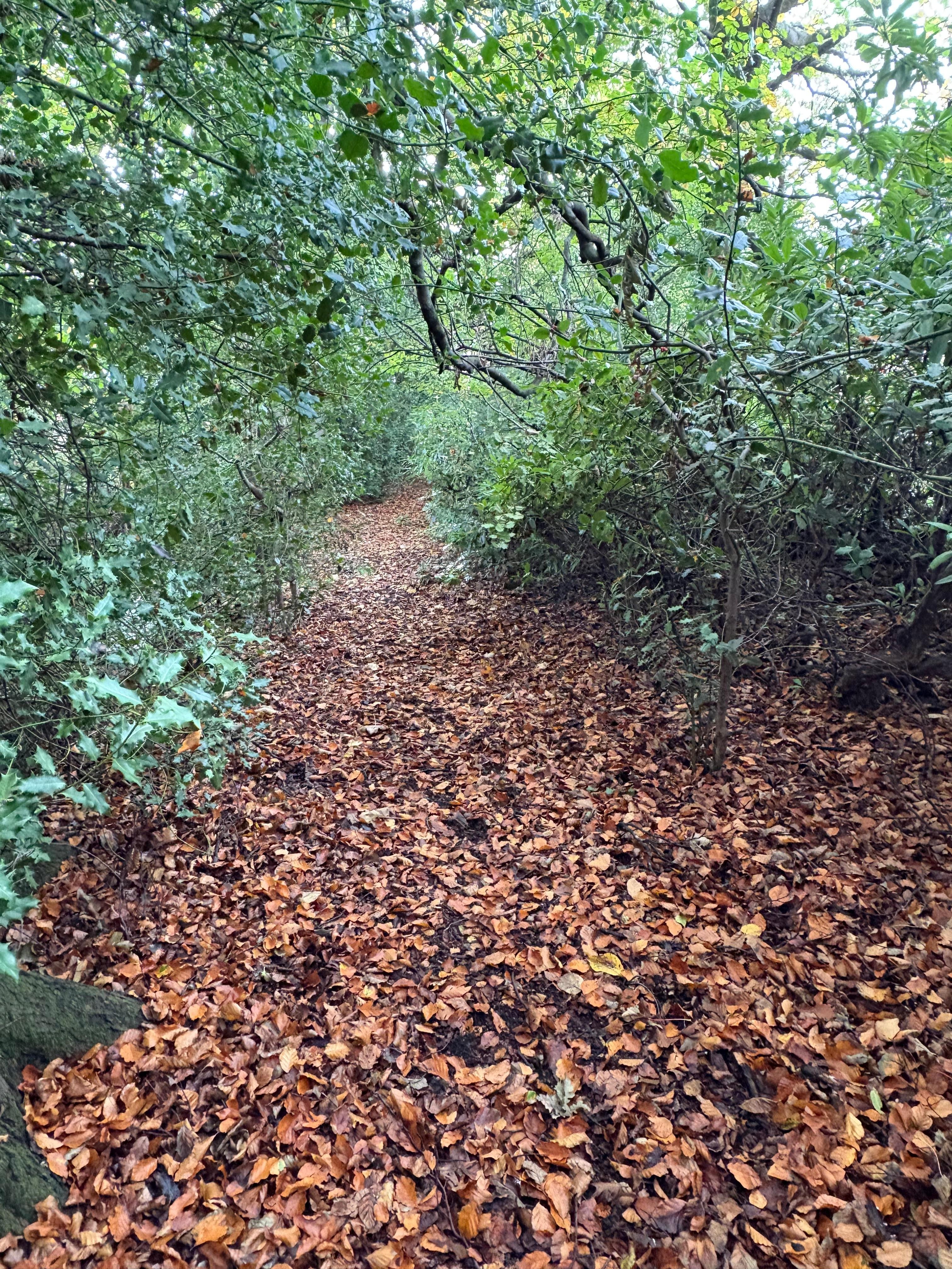 Lovely path to stream and meadow 