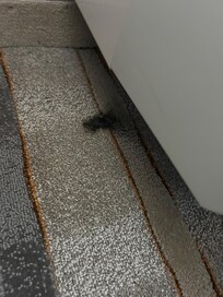 Black mold by AC vent