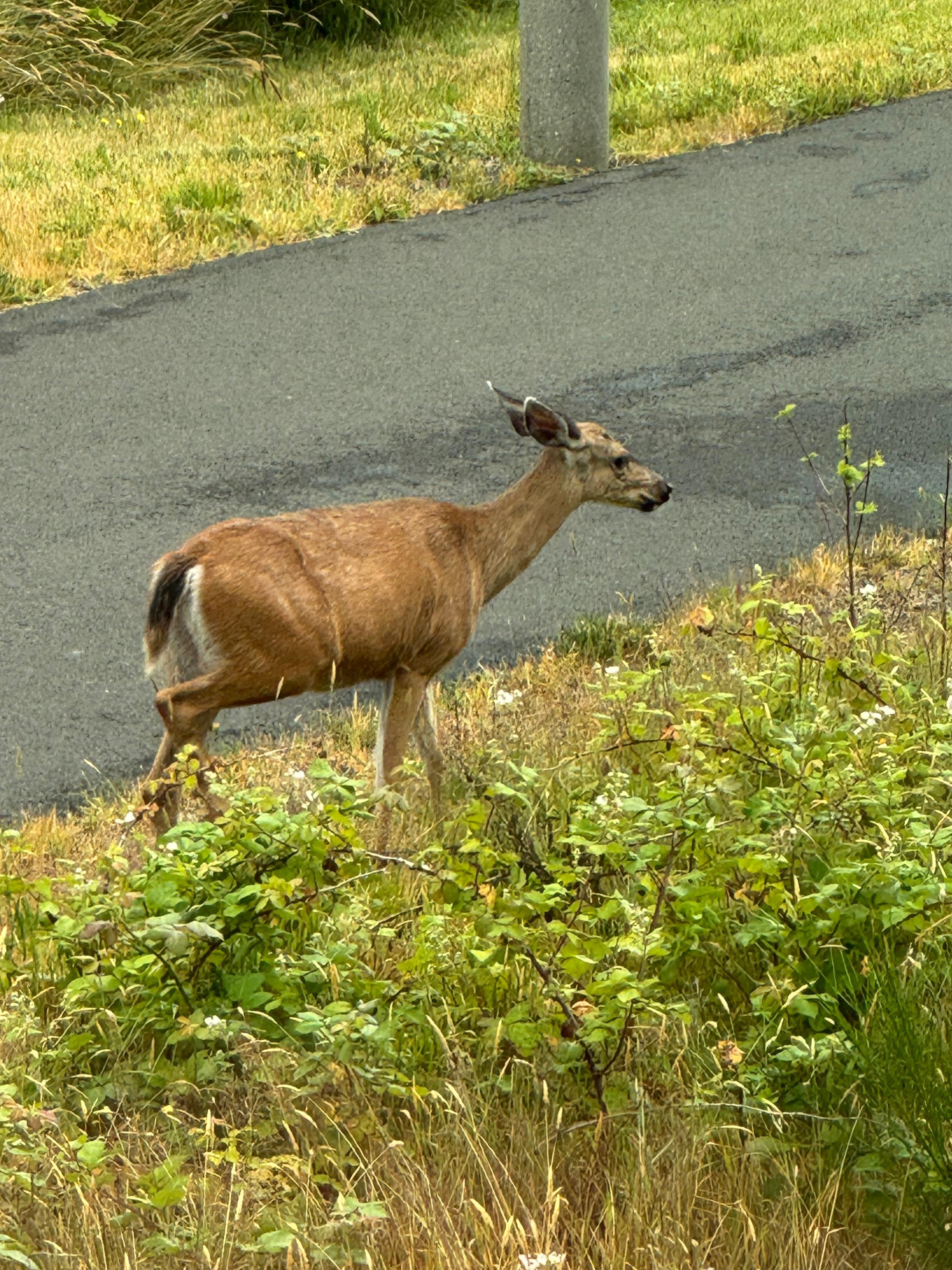 Deer grazing, seen from second story.