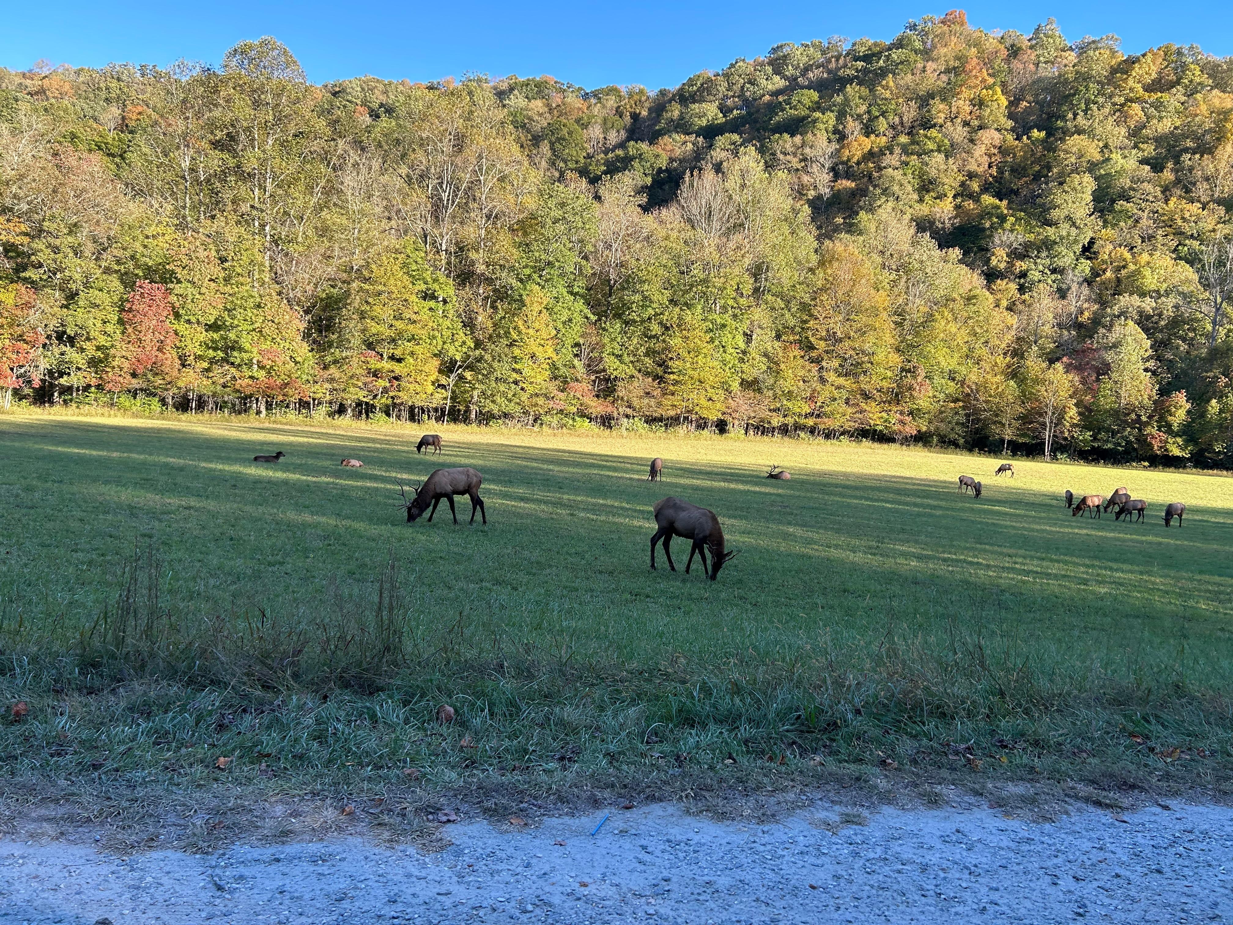 Elk at visitors center