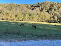 Elk at visitors center