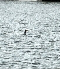 Cormorant