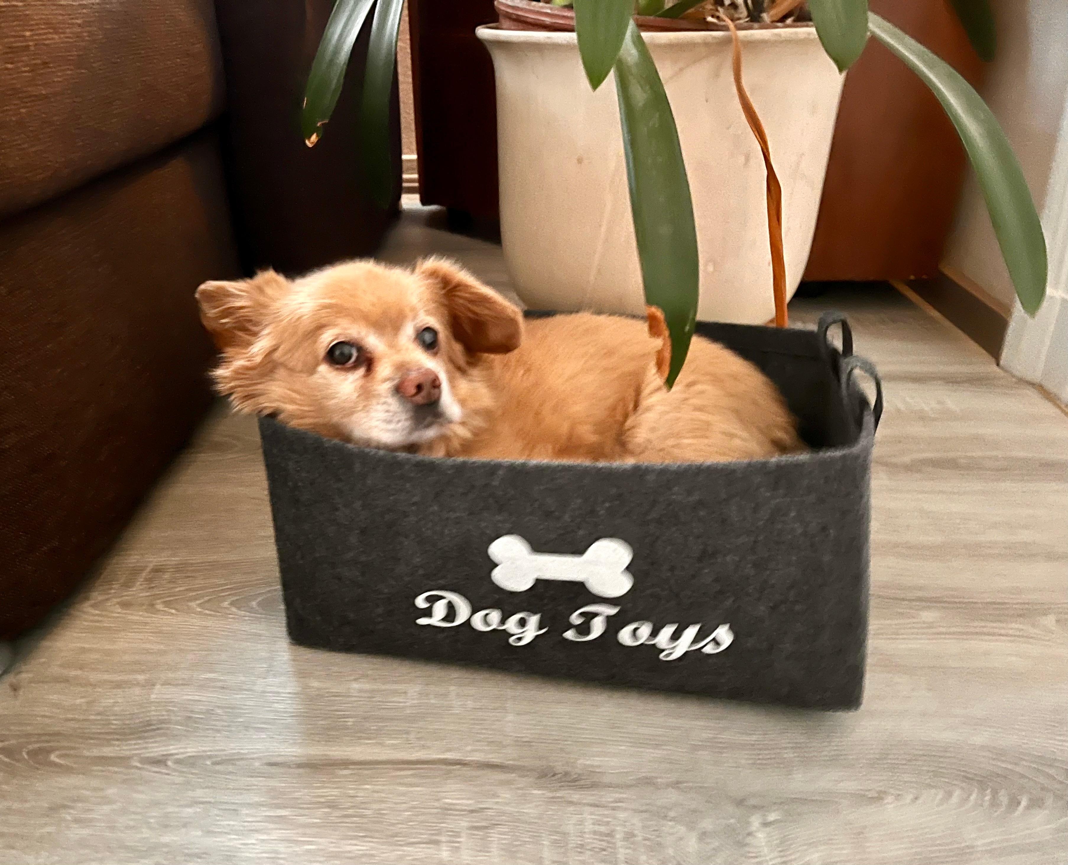 Dogtoy Körbchen konnte auch anders genutzt werden 😉