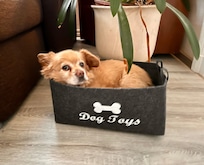 Dogtoy Körbchen konnte auch anders genutzt werden 😉