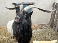 der Herrscher des Hofes