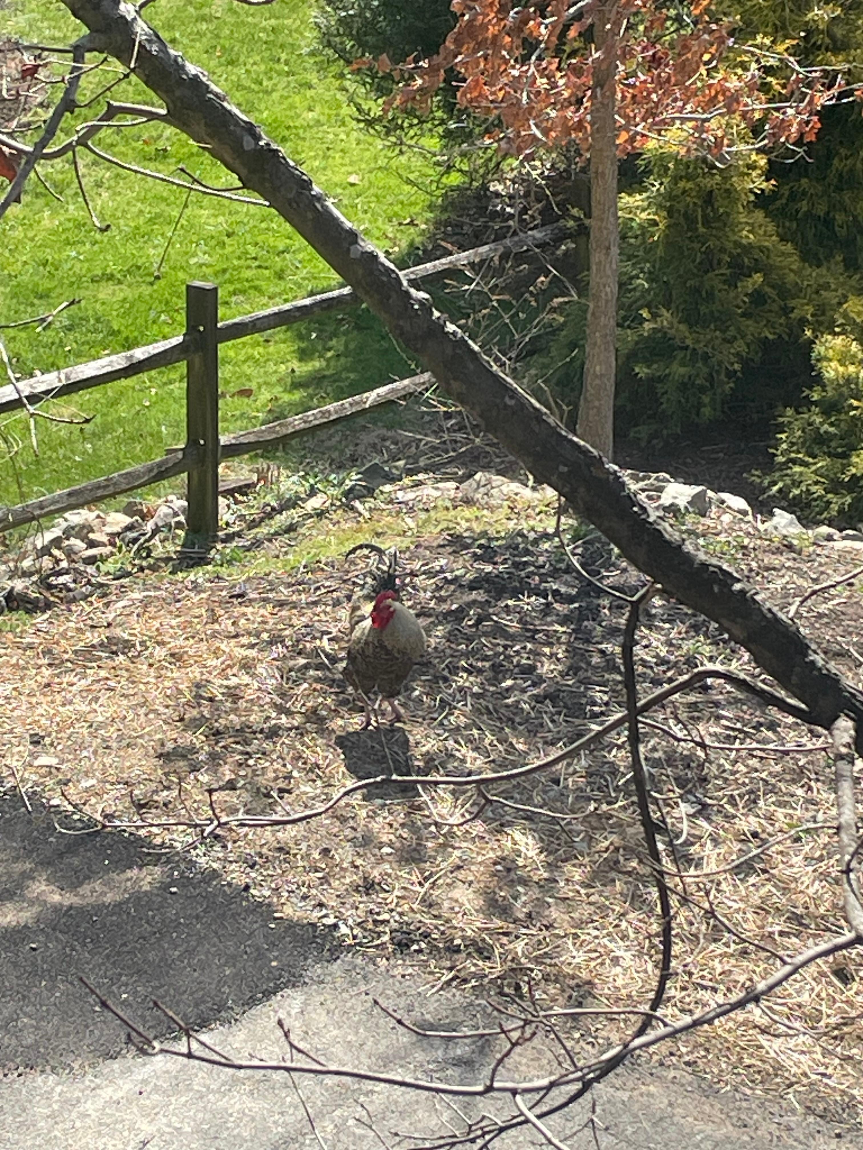 The rooster was fun!  He got up late and we had a chat daily! 