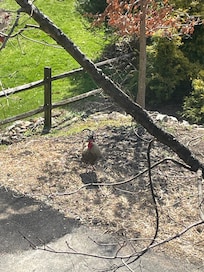 The rooster was fun! He got up late and we had a chat daily!
